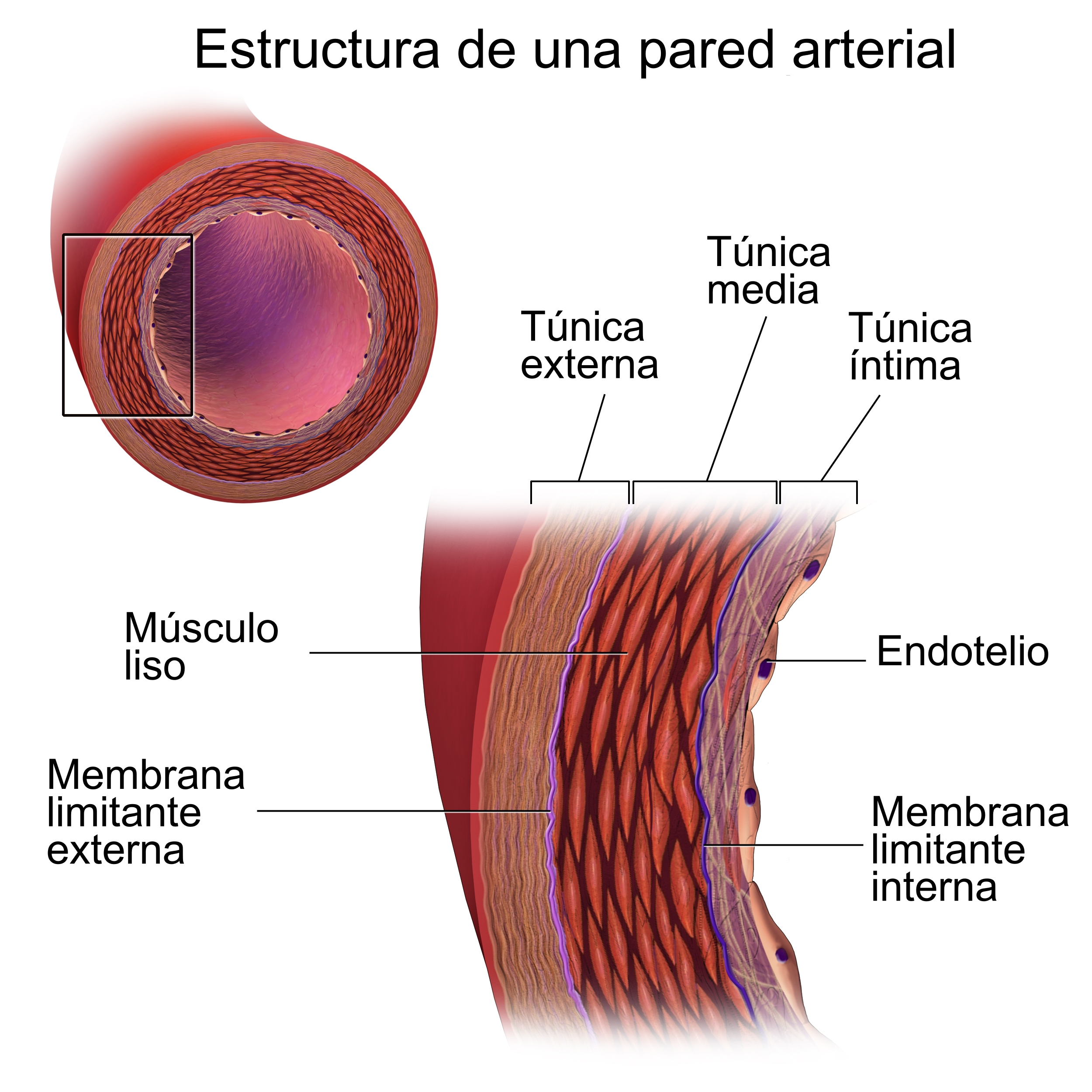 Tejido liso