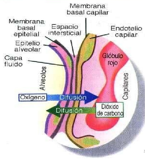 intercambio gaseoso