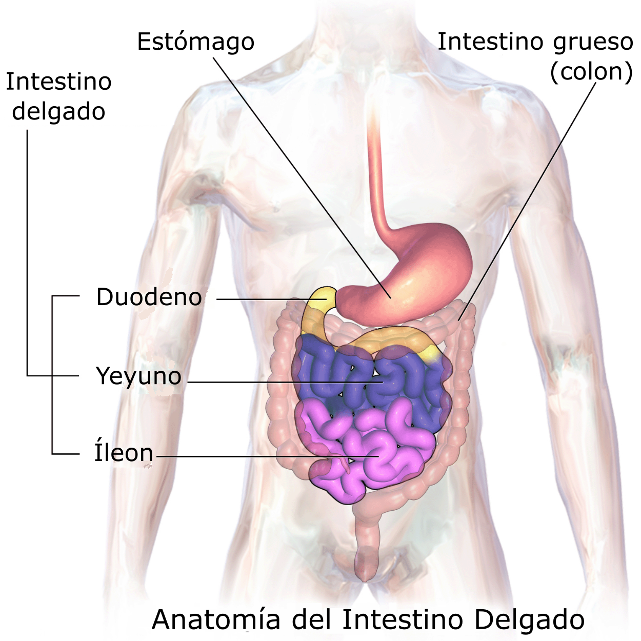 aparato digestivo