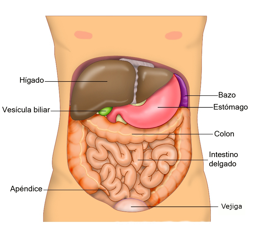 Vísceras abdominales